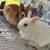 Rabbitry downsizing 12 thumbnail