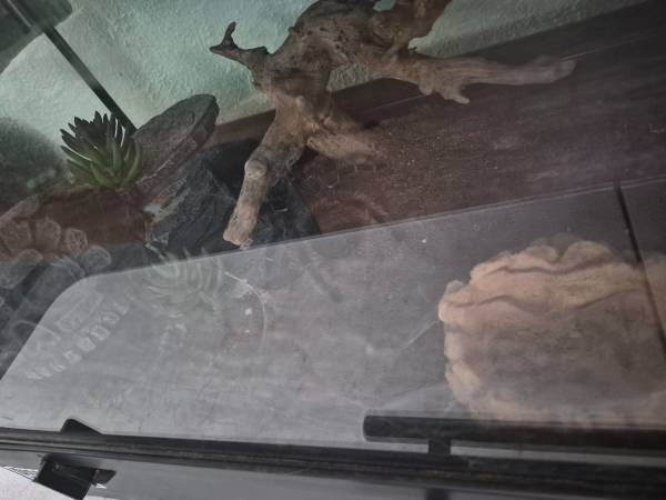 Tarantula 1