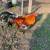 Roosters gallos 6 thumbnail