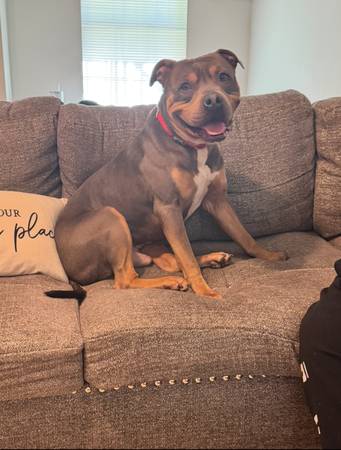 Rehoming a 2yr old tricolor Male Pittie63859317434241120