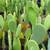 CACTUS SUCCULENT PRICKLY PEAR Fruit bearing 3 Gallon 6 thumbnail