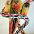 3 conures for rehoming 10 thumbnail