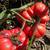 🍅  Tomatoes 🍅 2 thumbnail