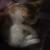 MISSING KITTEN 1 thumbnail