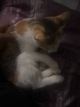 MISSING KITTEN 1