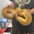 Ball Pythons 2 thumbnail