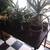 Large aloe vera plant 5 thumbnail