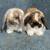 Holland Lop Rabbits 9 thumbnail
