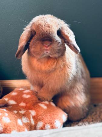 mini holland lop