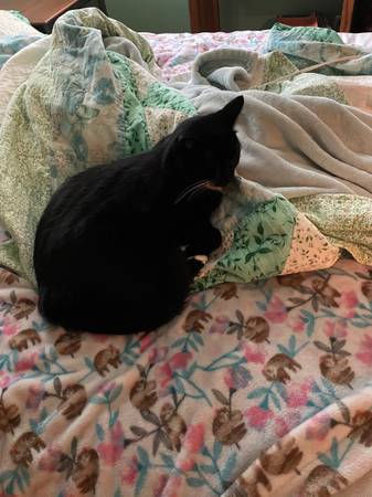 Missing black cat Dale Larpenteur 1