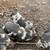 Piglets 1 thumbnail