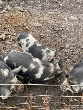 Piglets 1