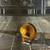 Jenday Conures 3 thumbnail