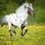 Looking for a miniature or pony 1 thumbnail