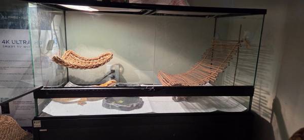 Bearded dragon to rehome (Milton)63836590882433121