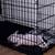 American Bully for sale female $3500 4 thumbnail