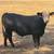 SimAngus, Simmental and angus bulls 6 thumbnail