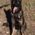 Akc German shepherds Working line 7 thumbnail