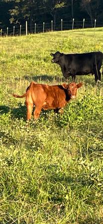 Heifer calf 1