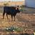 Missing Heifer 1 thumbnail