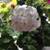Large Geranium Houseplants-Easy Care Houseplants 9 thumbnail