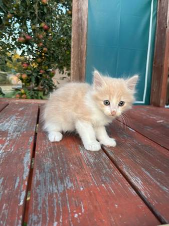 Longhaired orange cat63688899043585123