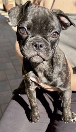 FRUG PUPPIES (Palmdale)63893601606787120