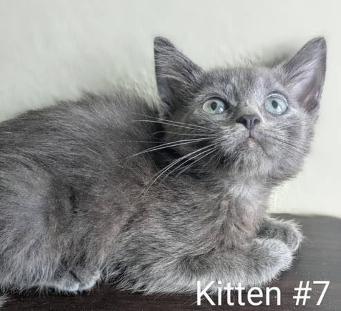 Needs A New Home (Brooklyn)64193811761411120