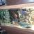 African cichlids 6 thumbnail