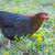 22 wk old Heritage Breed Pullets 2 thumbnail