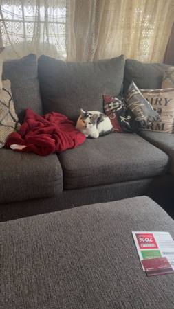 Gato desaparecido (Adelphi)65691094345217123