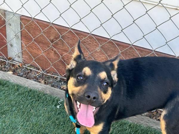 Urgent Small dog and puppy (Salinas)63683429980673123