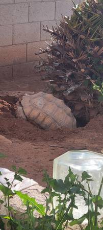 Tortuga sulcata perdida (Gilbert)64047951319810120