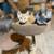 Outdoor Kittens 1 thumbnail