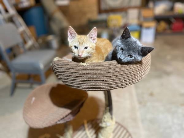 Outdoor Kittens 1