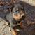 German shepherd rottweiler puppy $150 8 thumbnail