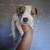 American pitbulls 3 thumbnail