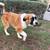 Rehoming Great Pyrenees Mix 2 thumbnail
