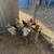 Mixed chicken 1 thumbnail