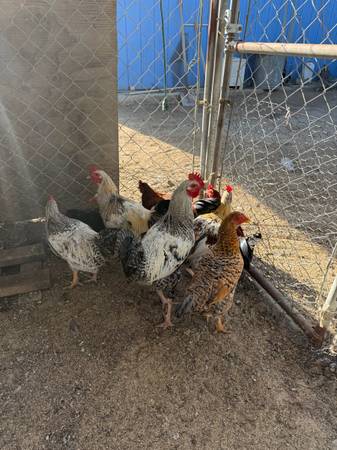 Mixed chicken 1