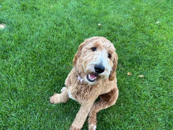 Goldendoodle macho de 6 meses necesita reubicación (Pasco)63827962001155120
