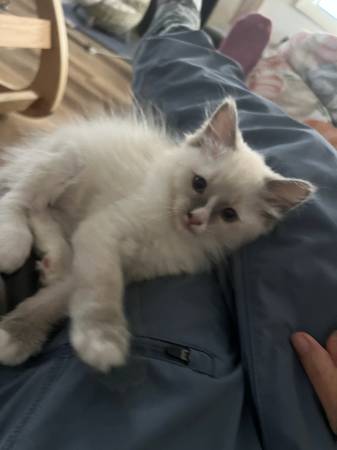 Ragdoll kitten 1