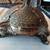 Asian Inspired Dragonhead Candle Holder 12 thumbnail