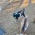 Goat for sale 2 thumbnail