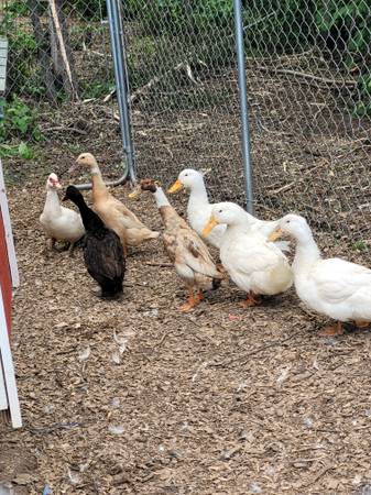 Pekin ducks 1