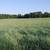 Hay - Clean Fertilized Coastal Bermuda Round Bales 3 thumbnail