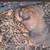 Rhodesian Ridgeback pups 1 thumbnail
