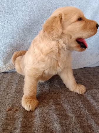Golden Doodles (Gilbert)64048128989313123