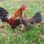 Blue Reds Old English Game Bantam Chickens 2 thumbnail