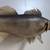 VTG 29" Big Lunker Walleye Real Skin Mount Taxidermy Fish Home Cabin Wildlife 5 thumbnail